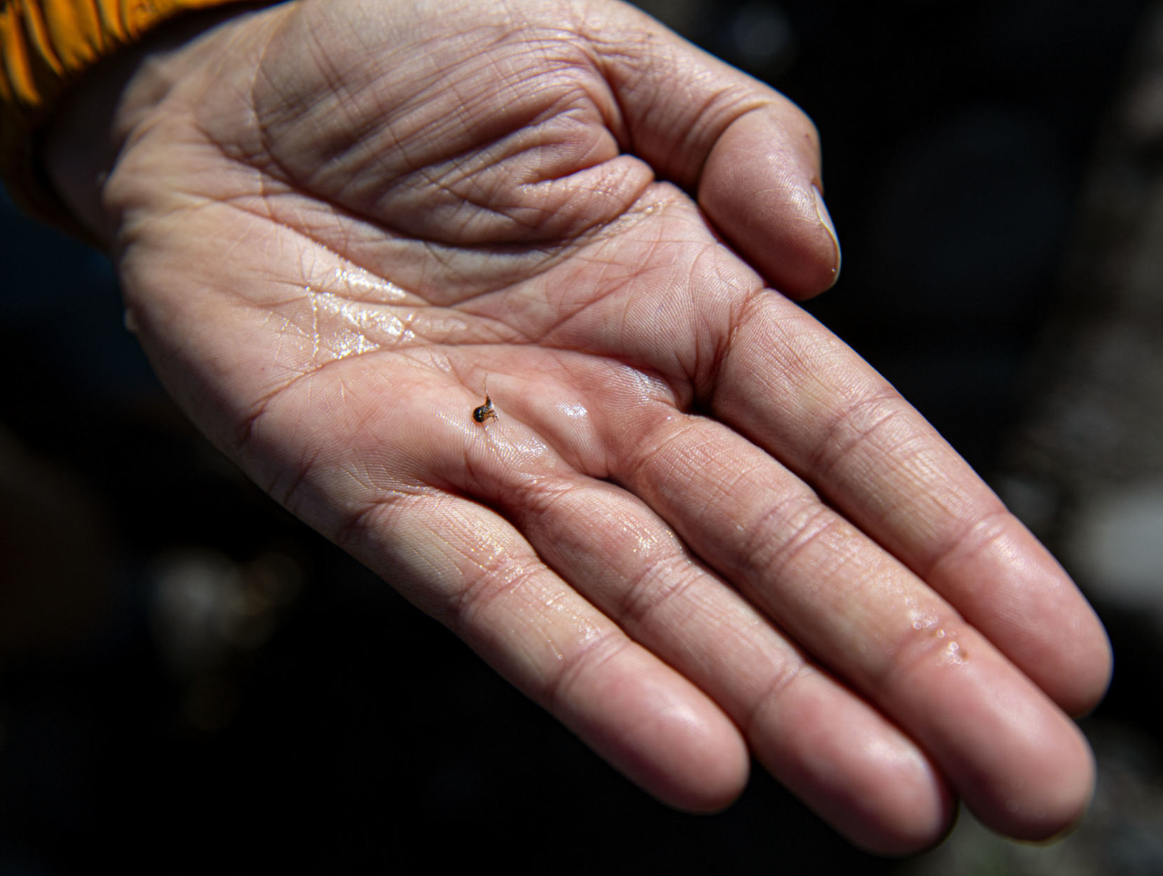 Mayfly